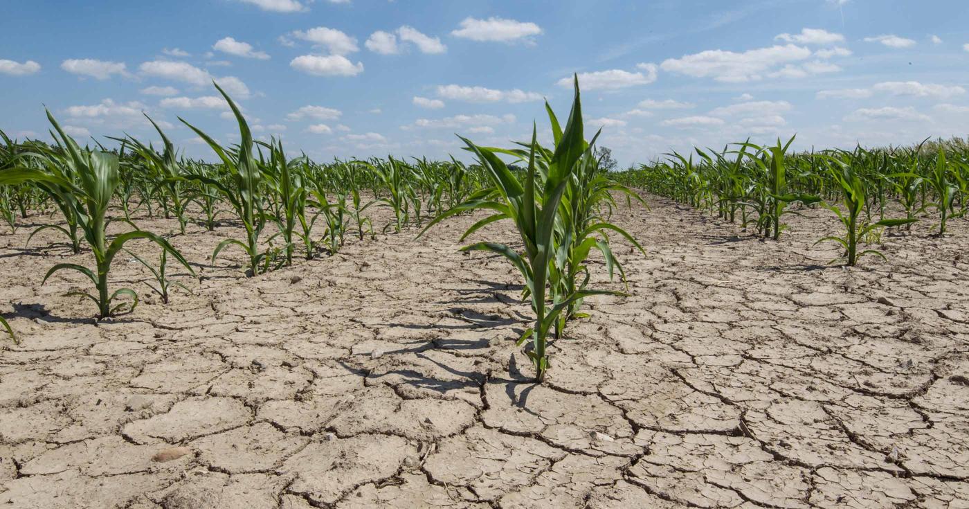 Dans le Loiret, comme partout : chaque goutte d’eau compte - champs secs