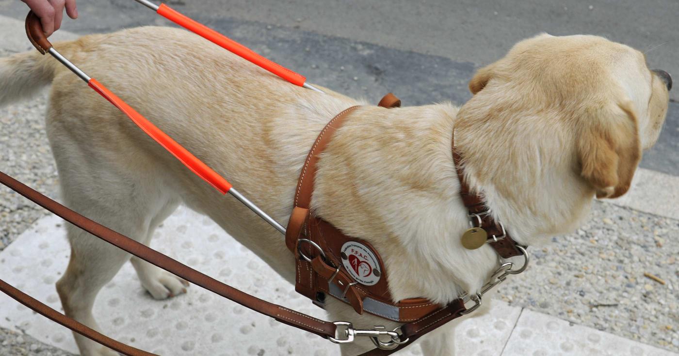 Les sites patrimoniaux du Département, handicap friendly* ! chien d'aveugle