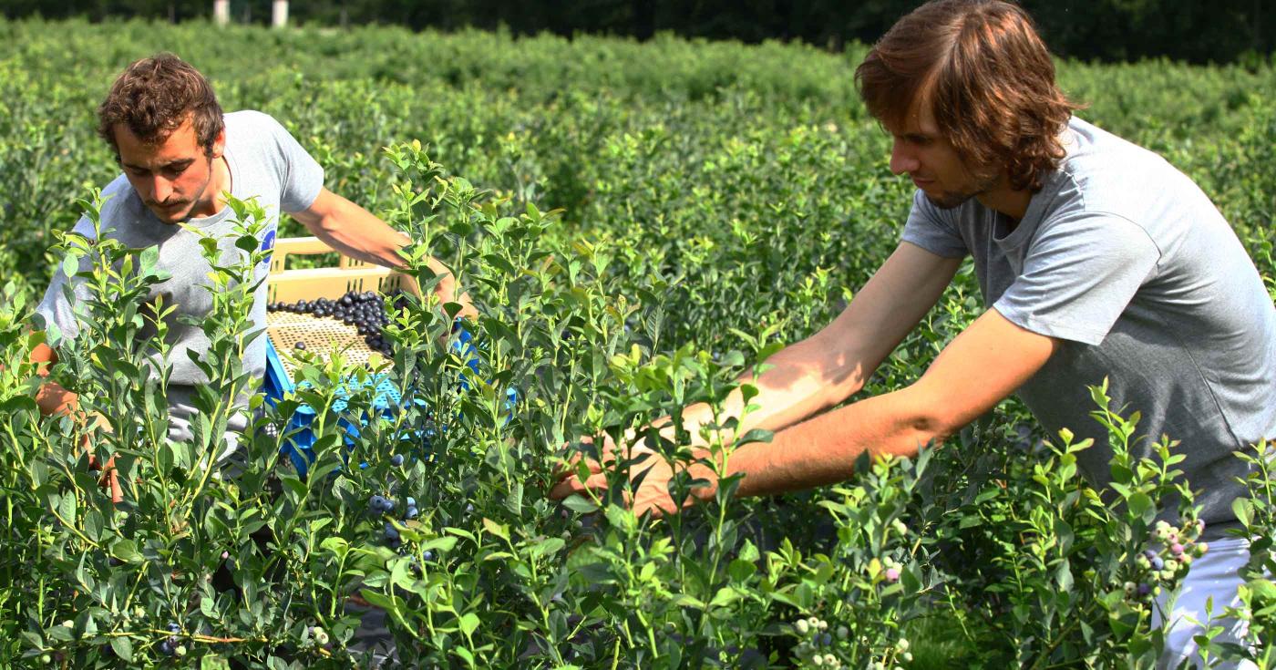 De nouvelles filières agricoles prennent racine dans le Loiret - récolte des myrtilles