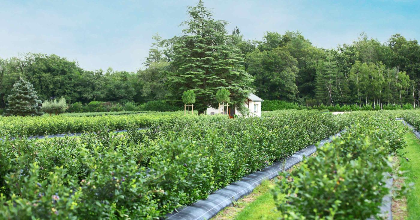 De nouvelles filières agricoles prennent racine dans le Loiret - verger où est cultivé la  myrtille