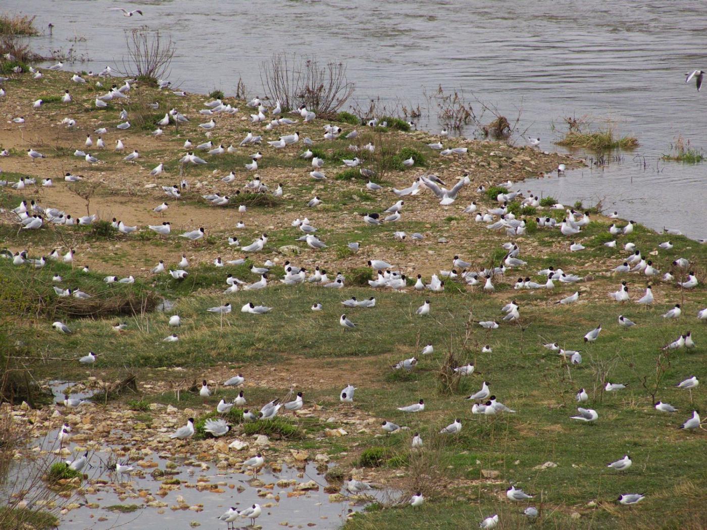 ENS Beaugency Mouettes