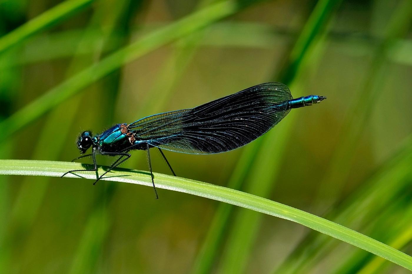 Calopterix splendens