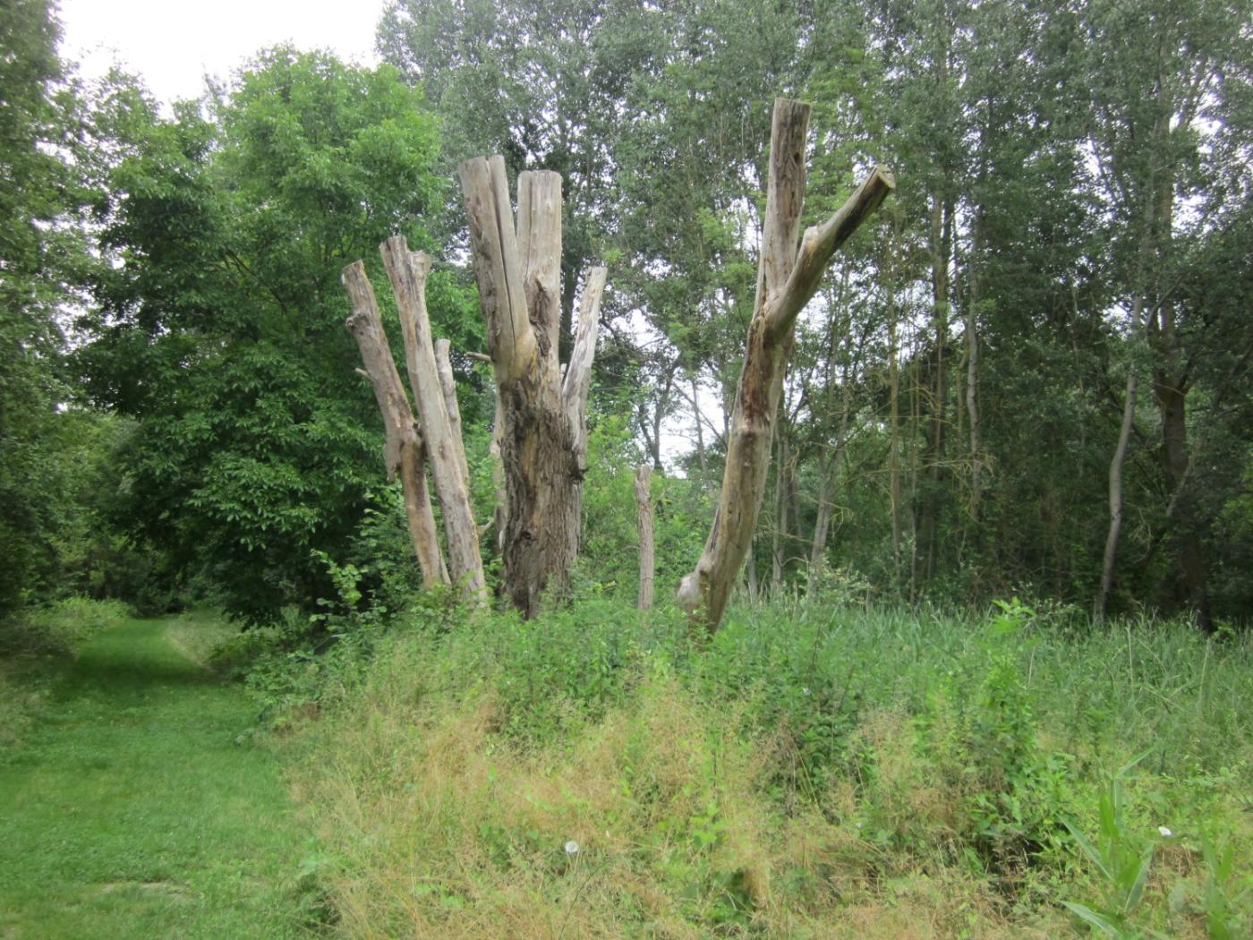 ENS du Moulin de la Porte Chandelle