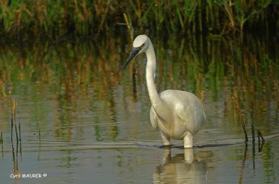 Aigrette