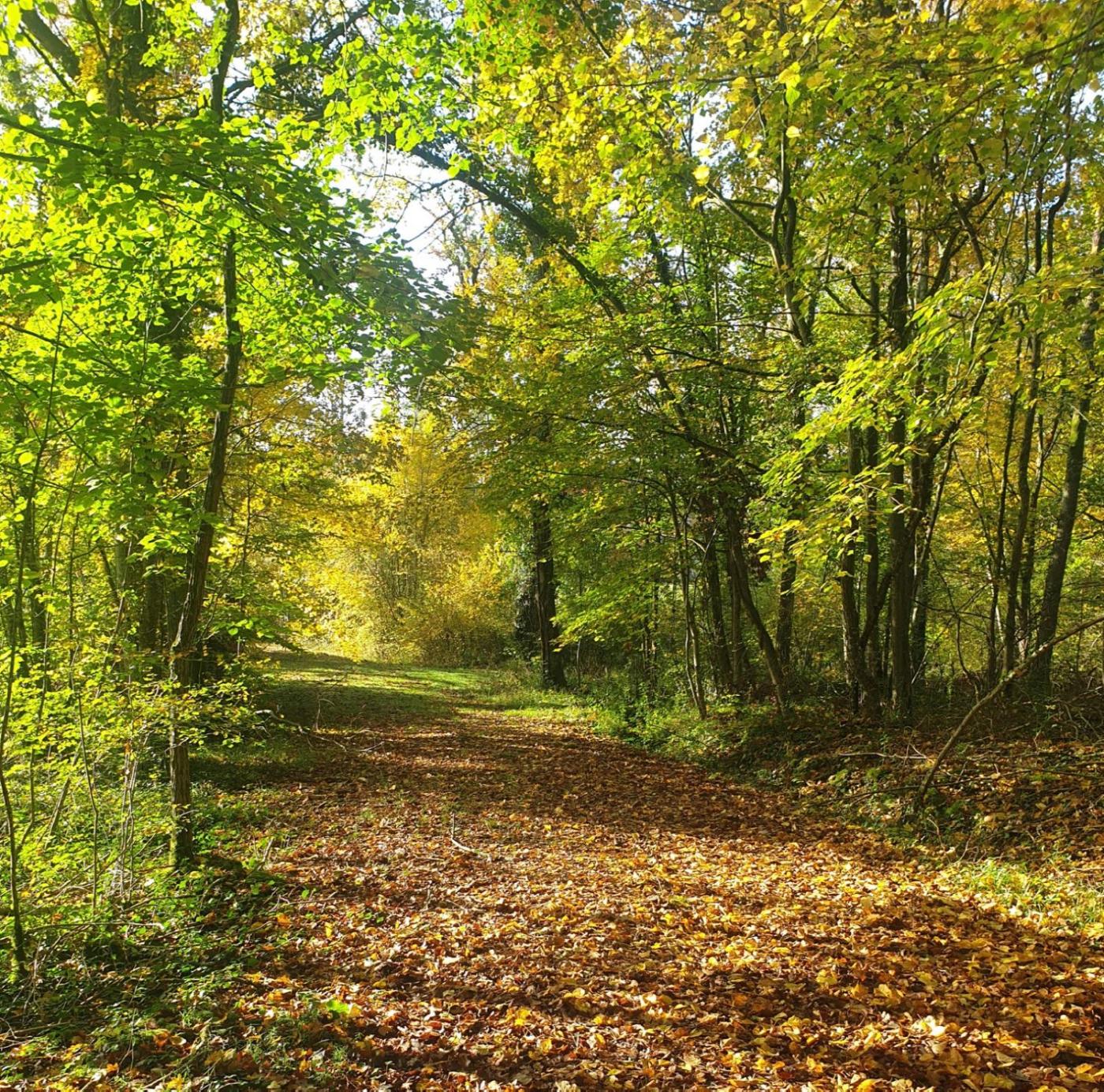 Bois de l'ENS de Flotin