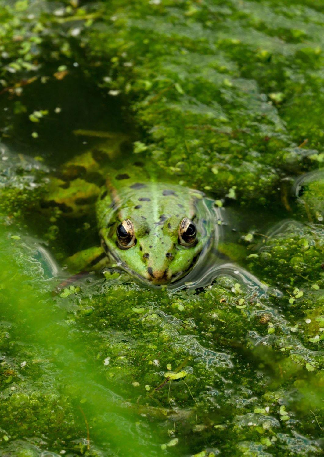 Grenouille Domaine de Flotin