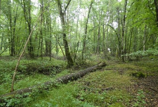 Sous-bois ENS du bois de Chamerolles