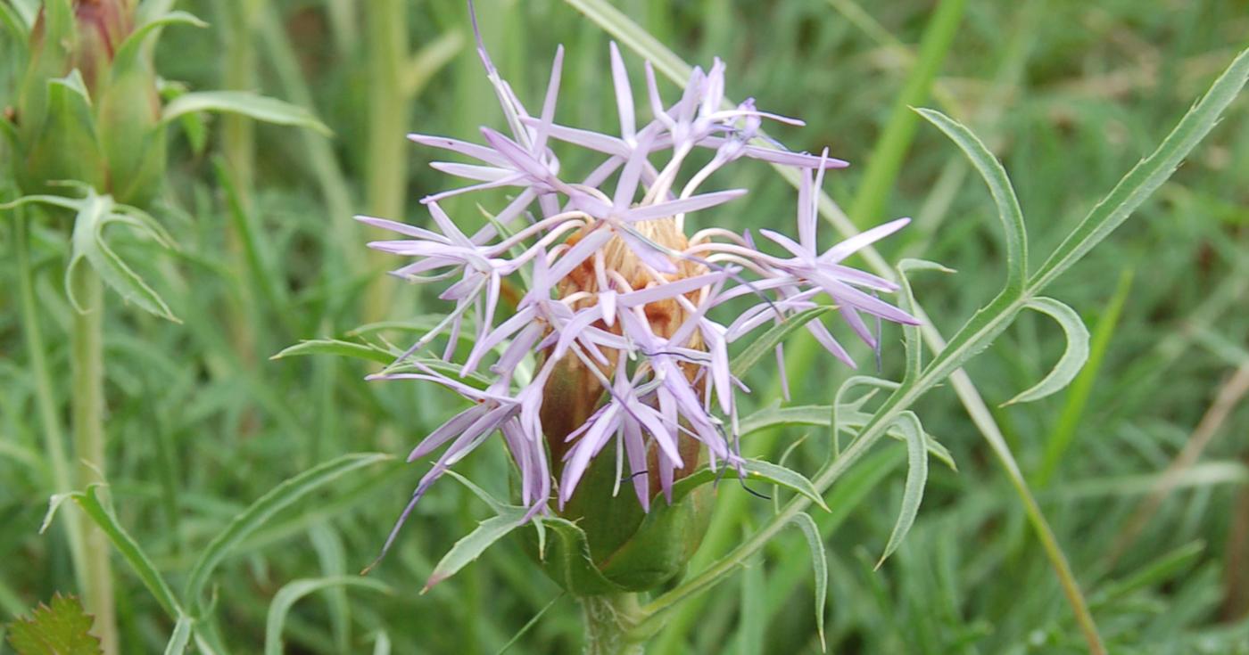 Cardoncelle molle (Carthamus mitissimus) photographiée par Nicolas Roboüam