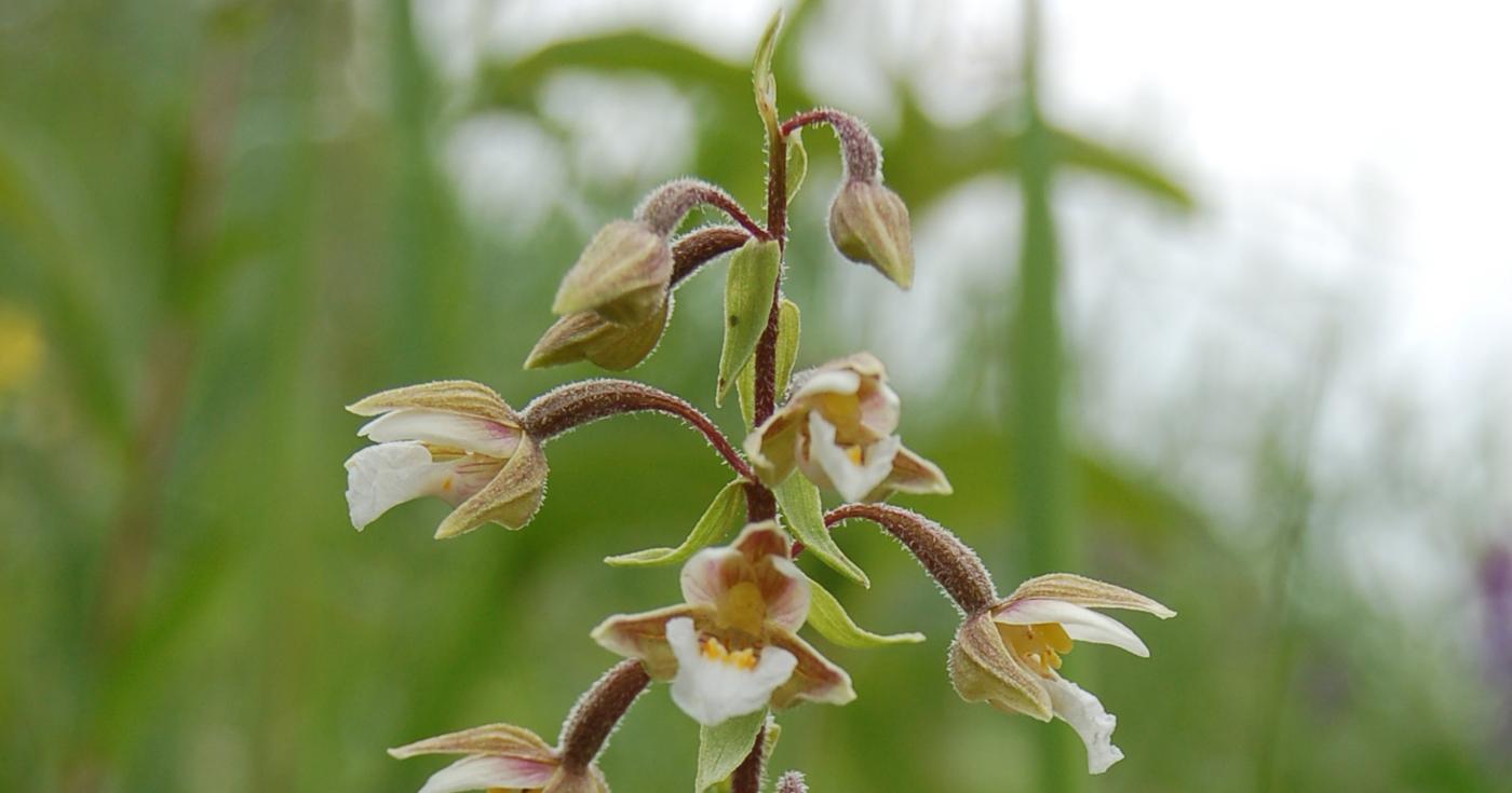 Epipactis des marais (Epipactis palustris) photographiée par Nicolas Roboüam