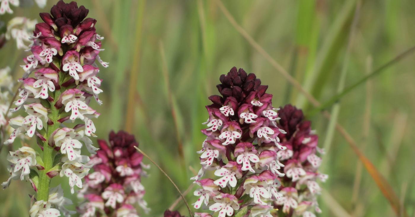 Orchis brûlé (Neotinea ustulata) photographiée par Ophélie Beslin