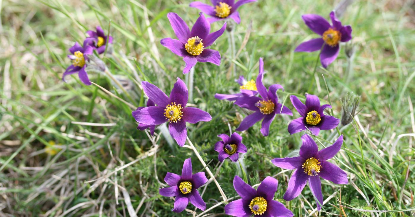 Anémone pulsatille (Pulsatilla vulgaris) photographiée par Rémi Dupré